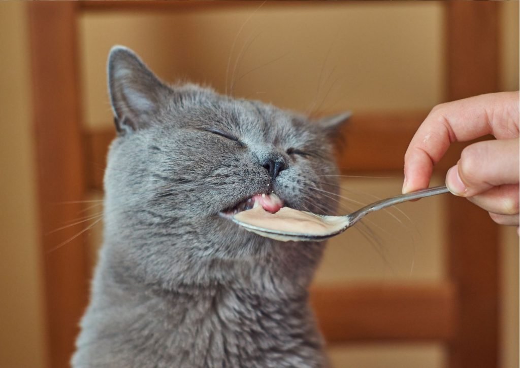 Tupper gatito Fit and Friends
