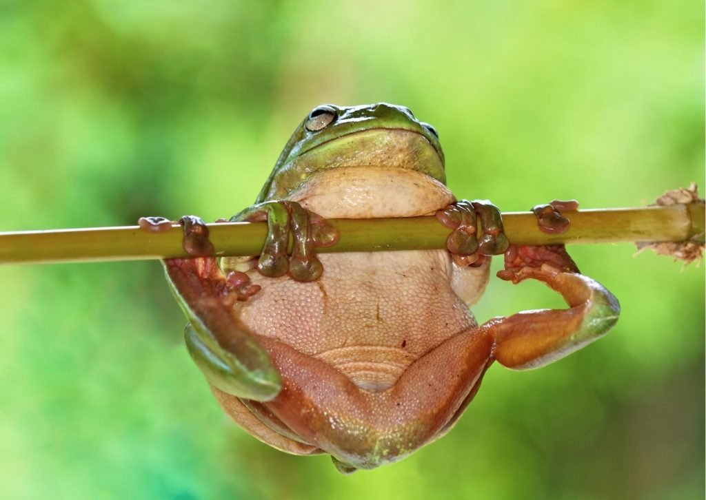 Dominadas rana Fit and Friends