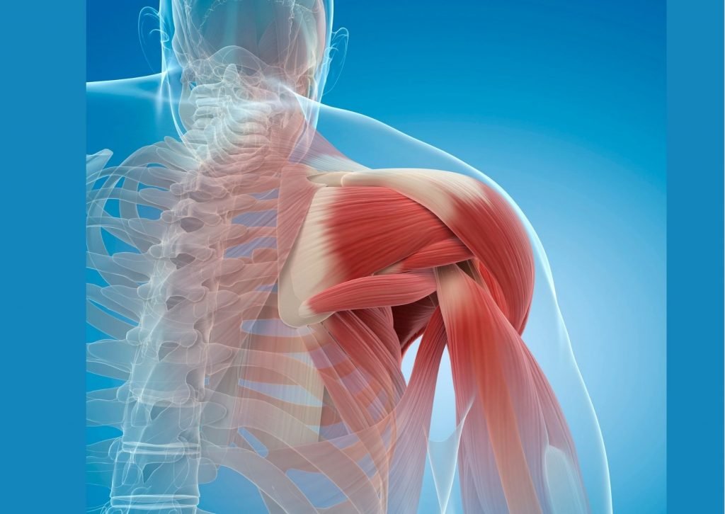 Funciones deltoides Fit and Friends