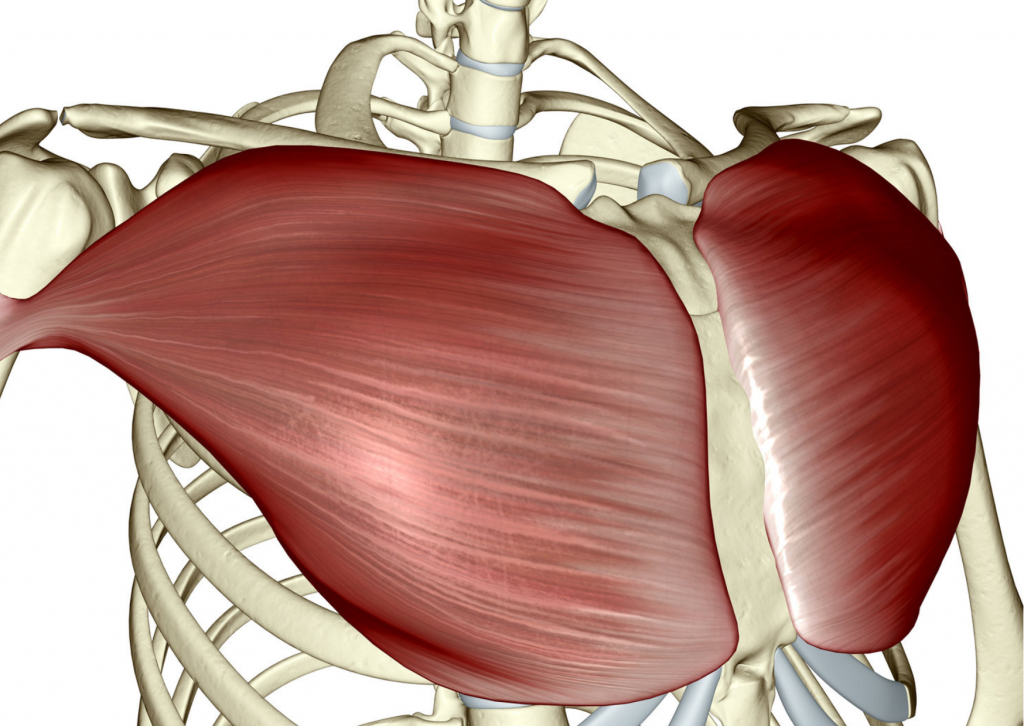 Desarrolla tus pectorales 1