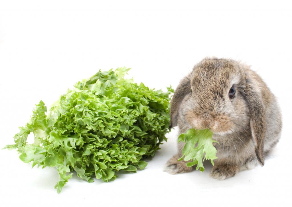 Día trampa panga y césped