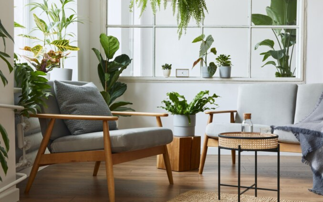 Las 5 mejores plantas para limpiar el aire de tu casa