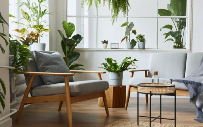 Las 5 mejores plantas para limpiar el aire de tu casa