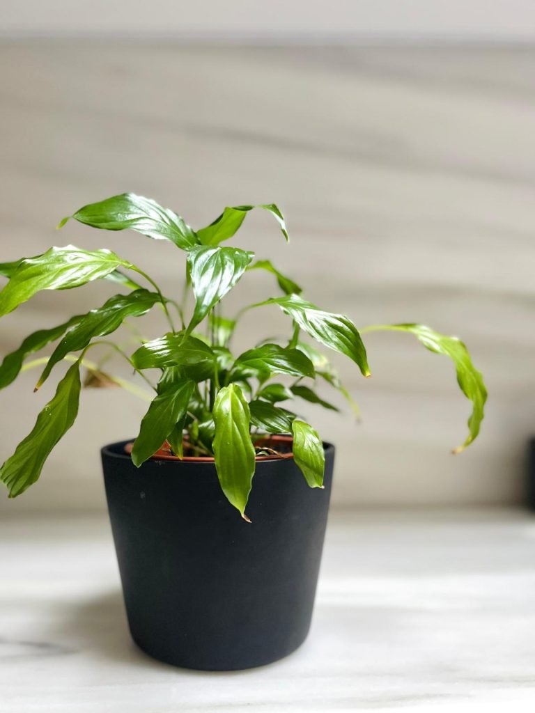 PHOTO 2024 04 29 11 26 19 2